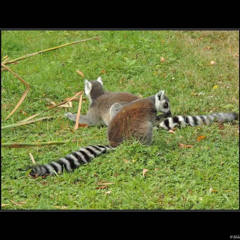 La vallée des singes